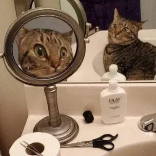 😳 59d7aca8 gato, espejo, baño, sorprendido, gracioso, animal doméstico, mamífero, reflejo telegram sticker
