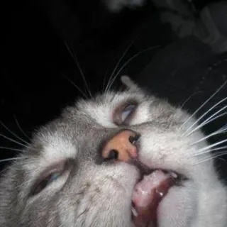 😛 641ee1f3 gato, animal, mascota, gracioso, primer plano, lengua telegram sticker