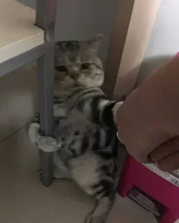 🥷 6b2d0146 gato, animal, mascota, lindo, doméstico, felino, divertido, gatito telegram sticker