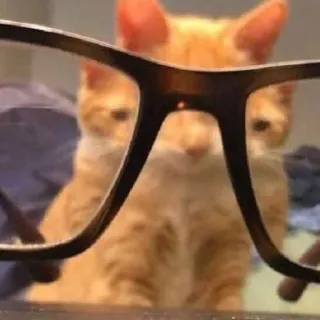 🥸 8b03d83e gato, animal, mascota, gafas, gatito, gato naranja telegram sticker