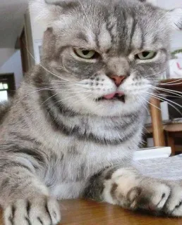 😰 8f332c64 gato, animal, mascota, enojado, felino, gato doméstico, gato gris telegram sticker