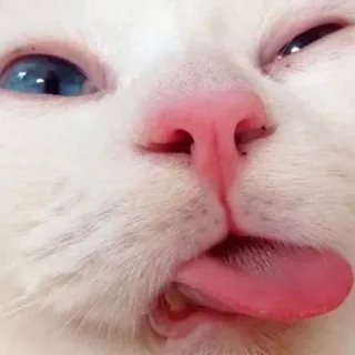 😋 923182fc gato, animal, mascota, gato blanco, lengua, gracioso, lindo telegram sticker