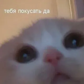 🤭 94a37cd9 тебя покусать да gato, gracioso, meme, animal, mascota, tierno telegram sticker