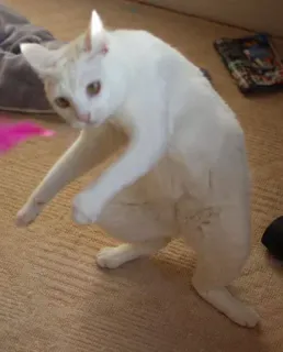 🦵 9576734f gato, gracioso, animal, mascota, lindo, juguetón telegram sticker