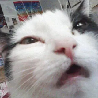 😫 99a772c5 gato, meme, gracioso, animal, mascota, lindo telegram sticker