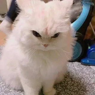 😡 9c55ae81 gato, gato blanco, esponjoso, gruñón, mascota, animal, animal doméstico telegram sticker