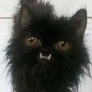 👺 a4d9391f gato, gato negro, halloween, lindo, gracioso, animal, mascota telegram sticker