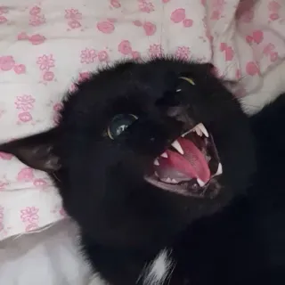 🤯 a6fc061f gato, enfadado, animal, gato negro, animal doméstico, felino, mascota telegram sticker