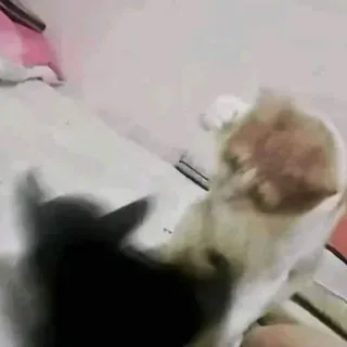 💕 be0c5411 gato, animal, mascota, animal doméstico telegram sticker