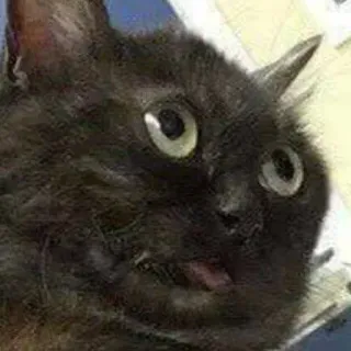 😯 c3ce1154 gato, animal, gato negro, divertido, meme, mascota telegram sticker