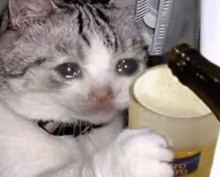 🍺 d289bb22 gato, llorando, alcohol, meme, triste, bebiendo telegram sticker