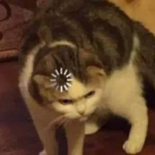 🧐 d49ad449 gato, cargando, pensando, meme, gracioso, animal telegram sticker