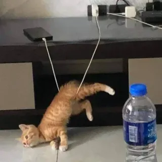 🤯 dd9efdac gato, gracioso, animal, juguetón, gatito telegram sticker