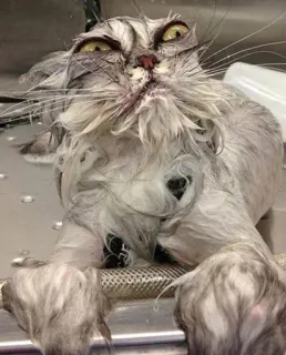 😼 e04dda40 gato mojado, animal, gato, gracioso, animal doméstico, mascota telegram sticker