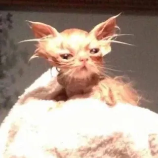 😤 f45e6974 gato mojado, gracioso, gato, animal, mono, meme telegram sticker