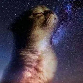 🌌 f4ec7973 gato, galaxia, estrellas, animal, espacio, celestial telegram sticker