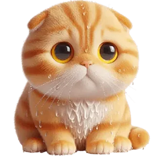 ☔ 04c12e3b gato, gatinho, fofo, animal, animal de estimação, gato doméstico, scottish fold, tigrado whatsapp sticker