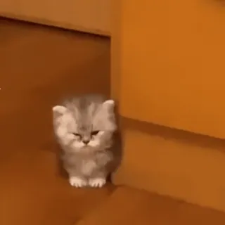 💗 0429447f 고양이, 새끼 고양이, 동물, 귀여운, 애완 동물 telegram sticker