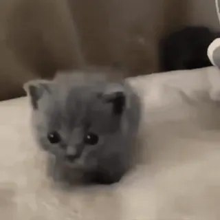 🏃‍♂️ 1c8cfb46 새끼 고양이, 고양이, 귀여운, 동물, 애완동물, 회색, 복슬복슬한 telegram sticker