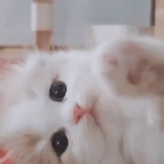 💗 246d8879 고양이, 새끼 고양이, 하얀 고양이, 애완 동물, 동물, 귀여운, 복슬복슬한 telegram sticker