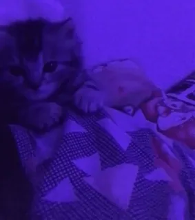 😼 5b3592a4 고양이, 새끼 고양이, 동물, 애완 동물, 귀여운, 반려동물 telegram sticker