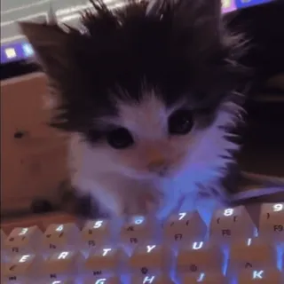 💗 615eaf8e 아기고양이, 고양이, 키보드, 귀여운, 동물, 애완동물 telegram sticker