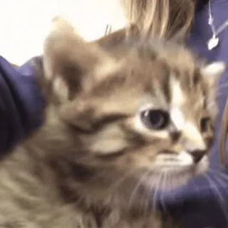 🙃 64f393f6 새끼 고양이, 고양이, 동물, 귀여운, 애완 동물, 고양이과 telegram sticker