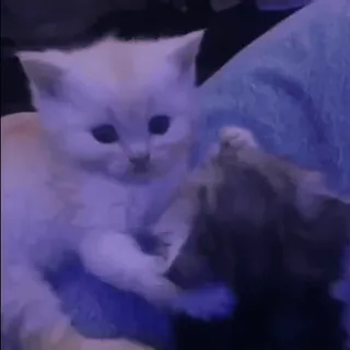 ❤️ 79f6557e 새끼 고양이, 고양이, 귀여운, 동물, 애완 동물, 가축 telegram sticker