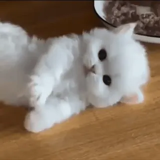 🥺 82dcced7 고양이, 새끼 고양이, 흰 고양이, 복슬복슬, 귀여운, 애완 동물, 동물 telegram sticker