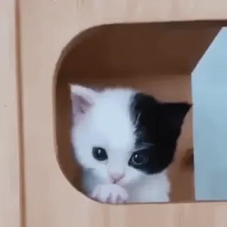 💗 895ede58 새끼 고양이, 고양이, 귀여운, 동물, 애완 동물, 흑백 telegram sticker