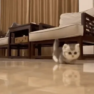 💗 8dfdb105 고양이, 새끼 고양이, 동물, 애완 동물, 귀여운, 반려동물 telegram sticker