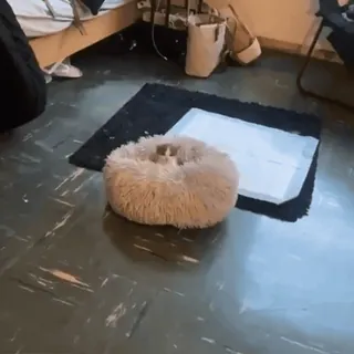 🥺 9b7e213d 고양이, 애완동물, 동물, 폭신한, 침대, 귀여운 telegram sticker