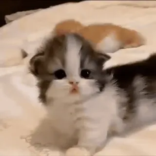 💗 b726ff09 새끼 고양이, 고양이, 동물, 귀여운, 애완동물, 고양이과 telegram sticker