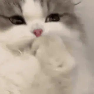 🥺 bba7b909 고양이, 새끼고양이, 동물, 보송보송한, 귀여운 telegram sticker