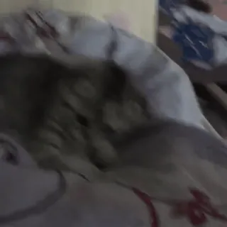 😃 cd6288dd telegram sticker