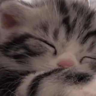 💗 d0045bfe 고양이, 새끼 고양이, 자는, 귀여운, 동물, 애완 동물, 반려동물 telegram sticker