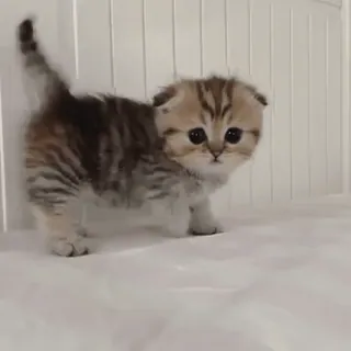 ☹️ d335e954 고양이, 새끼 고양이, 스코티시 폴드, 귀여운, 동물, 애완 동물, 반려 동물 telegram sticker