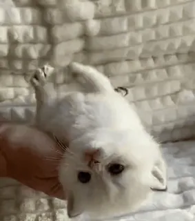 💗 ec4b55c1 고양이, 새끼 고양이, 귀여운, 동물, 애완동물, 흰 고양이 telegram sticker