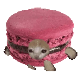 🐈 1bd049ca macaron, cat, funny, cute, dessert, food, animal telegram sticker