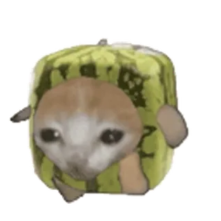 🐈 4853c084 animal, dog, melon, cute, funny telegram sticker