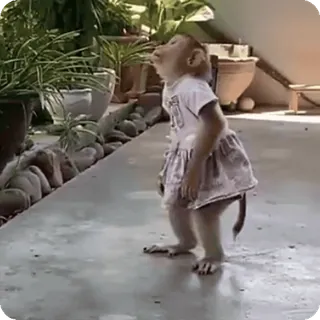 🪷 06687247 macaco, animal, vestido, fofo, primata telegram sticker