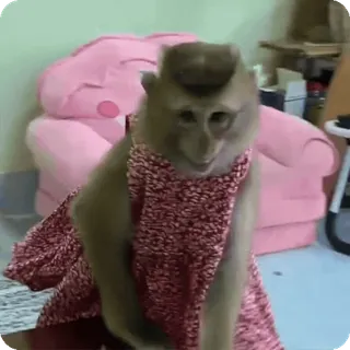 🪷 0b7926f9 macaco, vestido, animal, primata, engraçado, fofo, mamífero telegram sticker