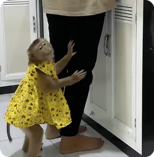 🪷 17479adb macaco, vestido, animal, fofo, primata telegram sticker