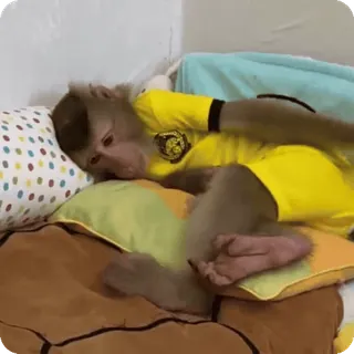 🪷 1ef1384a macaco, animal, dormindo, cama, fofo, engraçado telegram sticker