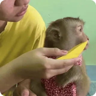 🪷 22c885e8 macaco, animal, fofo, animal de estimação, primata telegram sticker