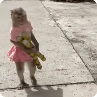 🪷 23e2d98a macaco, animal, vestido, brinquedo, fofo telegram sticker