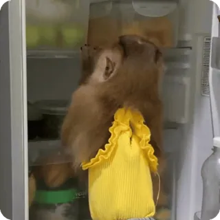 🪷 3057587c capivara, geladeira, animal, roedor, comida, interior telegram sticker