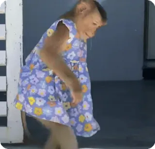 🪷 309f1ccf macaco, animal, vestido, fofo, engraçado telegram sticker