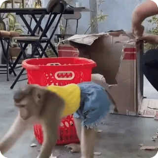 🪷 34d518c4 macaco, animal, roupa, fofo, engraçado telegram sticker