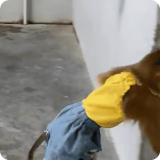 🪷 38c3ba4b macaco, animal, vestido, fofo, animal de estimação, roupa telegram sticker